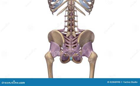 Ligaments Of The Joints Human Skeletal System Skeleta