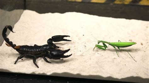 Brutal Fight Of The Scorpion And Scorpion Sting Each Other Youtube