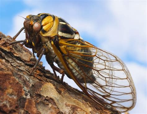 The Cicadas Love Affair With Prime Numbers The New Yorker