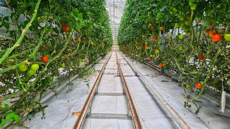 Grow Tomatoes In The Greenhouse Helpful Guide In 8 Steps