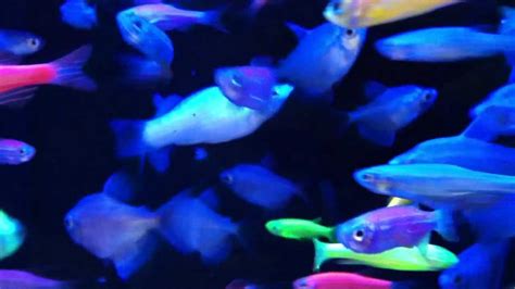 Fish Relaxation Scene Real Life Fish Swimming To Their Delight YouTube