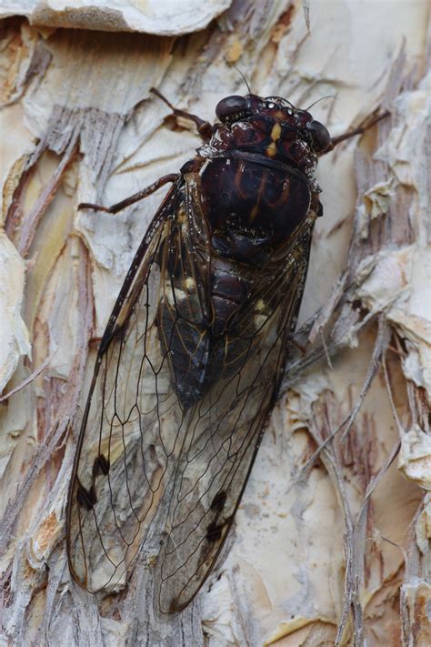 Cicadafloury Baker Land For Wildlife