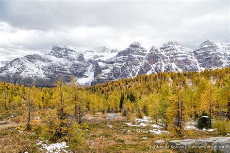 Photos Of Yellow Larch Trees Seen During Our Autumn Larch Valley Hike