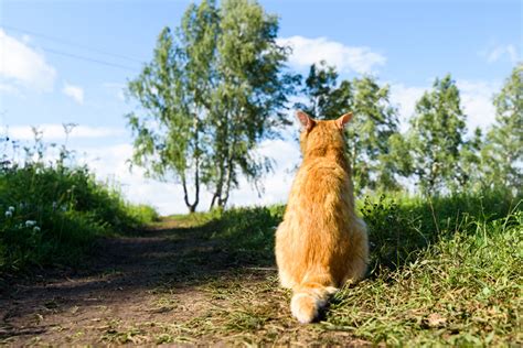 You can use some products that you likely already have in your cabinet or pantry. How To Get Cat Pee Out Of Carpet Reddit