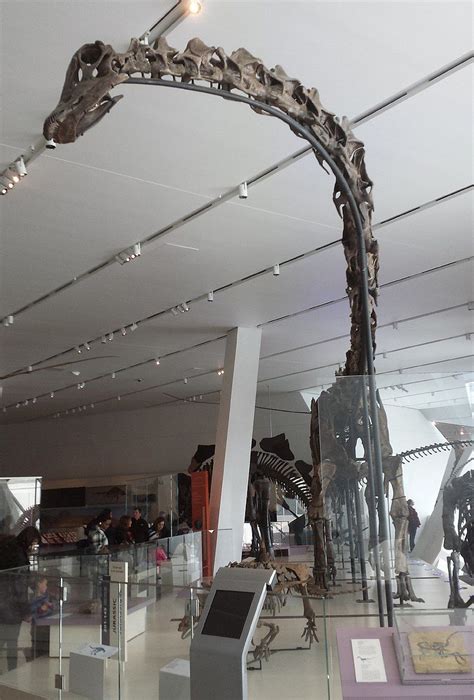 Filebarosaurus Sauropod Dinosaur At Rom Royal Ontario Museum