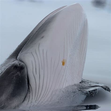 Minke Whale — Australian Antarctic Program