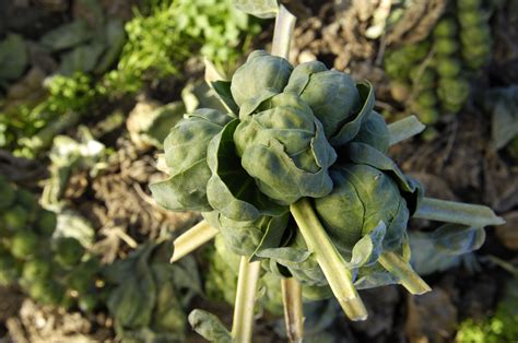 Brussels sprouts are winter crops flourishing well under cool weather and light frosting conditions. How to Grow and Care for Brussels Sprouts