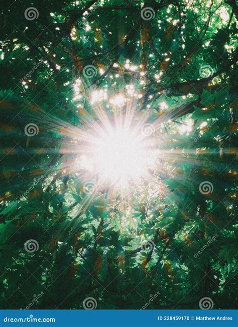 Filtered By Leaves Stock Photo Image Of Trees Sunlight 228459170