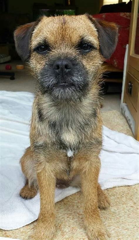 6 Ways You May Be Hurting Your Border Terrier Feelings