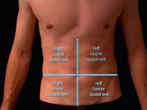 Quadrants Labeled Anatomy Anterior Abdominal Wall Anatomy With
