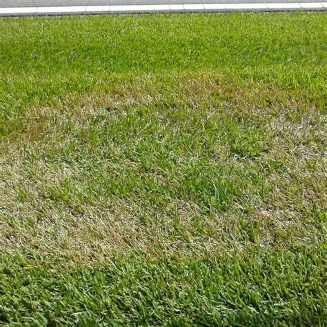Brown Patch Lawn Disease Identification Lawn Addicts