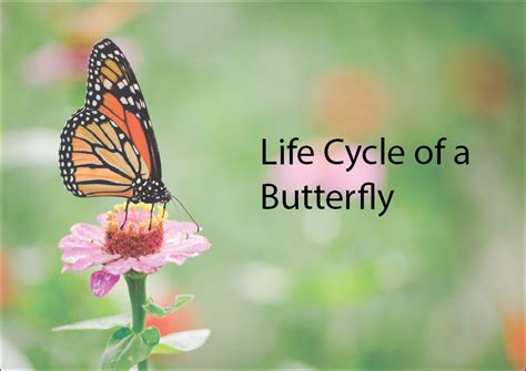 This is because caterpillars cannot easily travel to find a source of food they like. Life Cycle of a Butterfly Slideshow - Studyladder ...