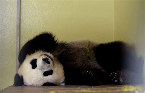 Zoo De Beauval La Femelle Panda Huan Huan Inséminée Artificiellement