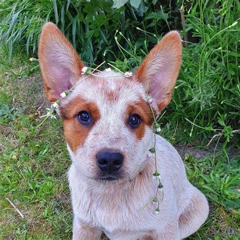 Uncertain About The Red Heeler Heres What You Need To Know K9 Web