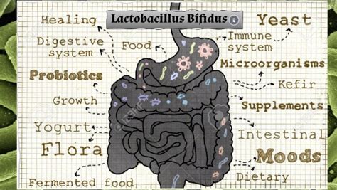 Lactobacillus Bífidus