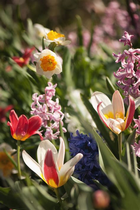 Top 10 Bulbs For Fall Planting
