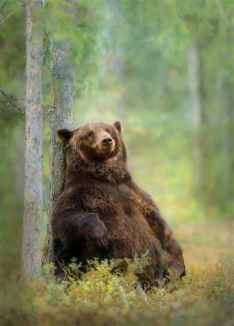 Eurasian Brown Bear Ursos Arctos Cub Stock Photo Image Of Finland