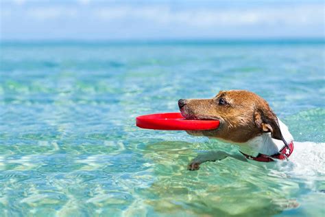 How Do I Teach My Dog To Swim In The Ocean
