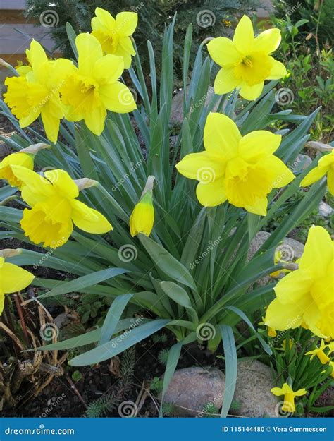 Daffodils In Flowerbed During Easter Time Stock Photo Image Of Petal