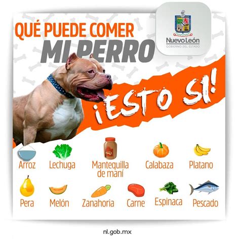 Que Si Y Que No Puede Comer Un Perro Noticias Del Perro