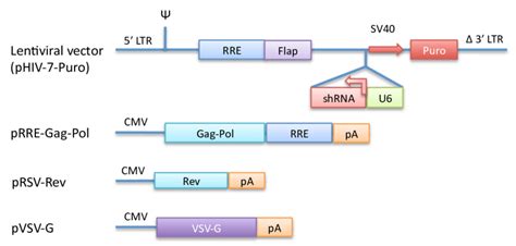 Figure A1 Diagram Of 4 Plasmid Lentiviral System Download Scientific