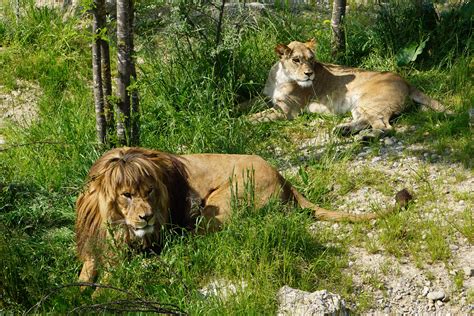 Bildstrecke Die Löwen Im Walter Zoo Sind Vereint