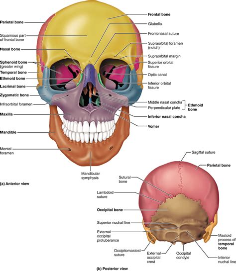 Part 1 The Axial Skeleton 71 The Skull Consists Of 8 Cranial Bones And 14 Facial Bones