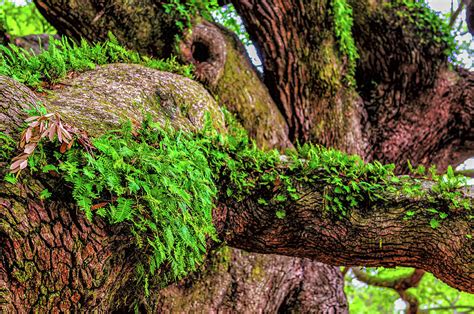 Angel Oak Tree Branches Photograph By Louis Dallara Fine Art America