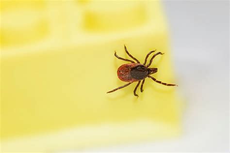 First Powassan Virus Death In Maryland Health Officials Warn About Ticks