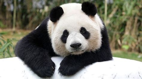 Como A China Conseguiu Salvar Os Pandas Gigantes Da Extinção Bbc News