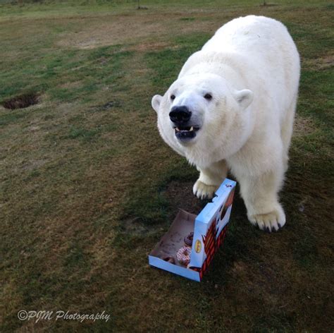 Canadian Man Has Movie Star Polar Bear For A Pet Celebrity Pets