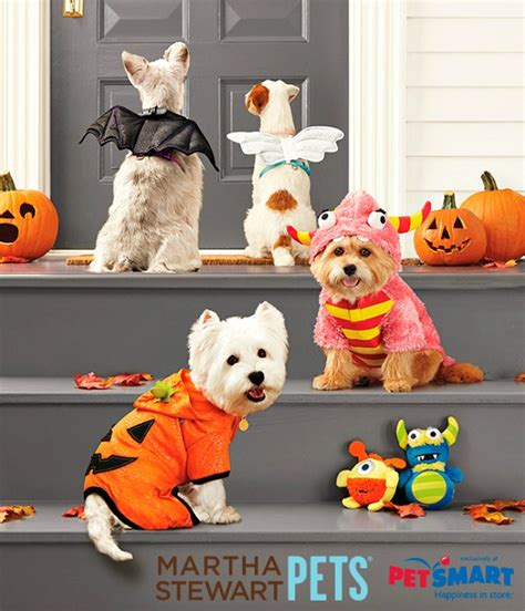 Martha Stewart Pets Halloween Costume Contest A Night