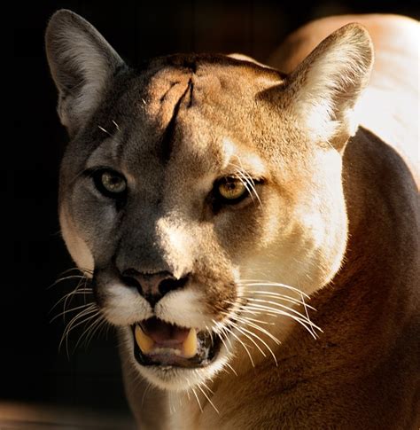 Cougar Puma Close Free Photo On Pixabay