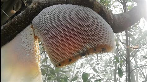 Honey Hunting From Sundarban সুন্দরবনের মধু কিভাবে সংগ্রহ করা হয়