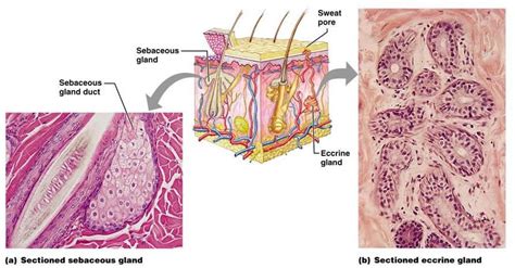 Sudoriferous Glands Are Sweat Glands And These Sweat Glands Branch Off