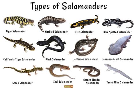 Salamander Facts Habitat Life Cycle Diet And Pictures