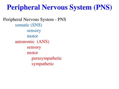 Ppt Spinal Cord Reflexes Peripheral Nervous System Powerpoint