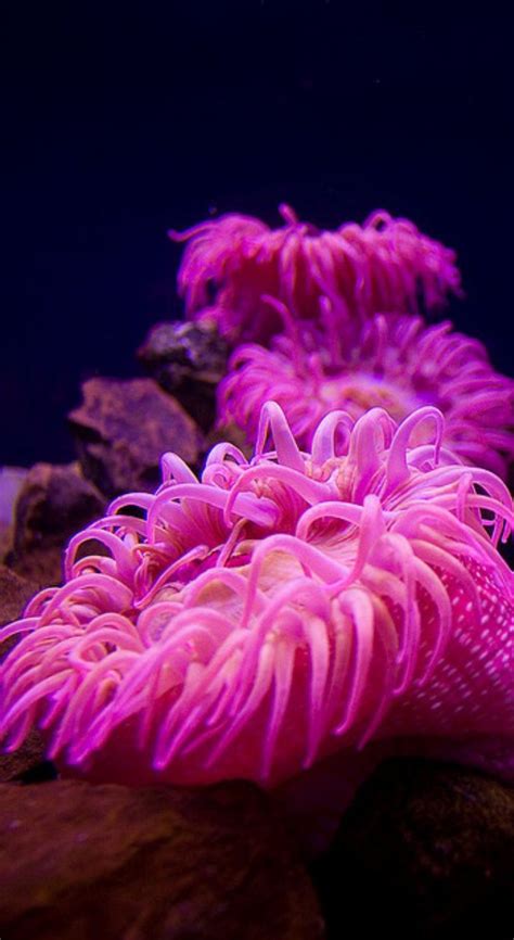 Pin By Anita Dianne Henry Johns On Sea Life Sea Anemone Beautiful