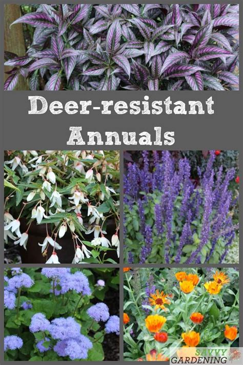 Deer Resistant Annuals Colorful Choices For Sun And Shade Deer