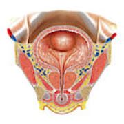 Urinary Bladder And Urethra Photograph By Asklepios Medical Atlas Pixels