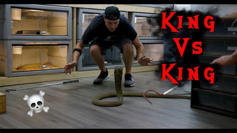 King Cobra Vs King Cobra Youtube