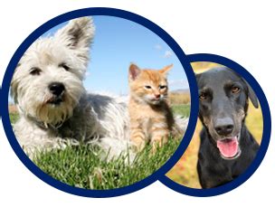 Complete annual vaccination packages for dogs & cats. Pet Vaccination Clinics in Garland Schedule + FAQ - Fort ...