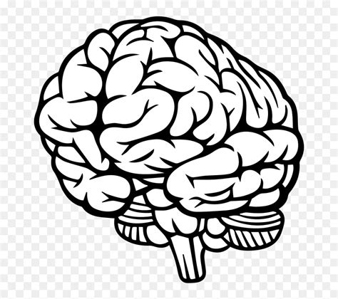 Human Brain Clipart Simple Drawing Of A Brain Free Transparent