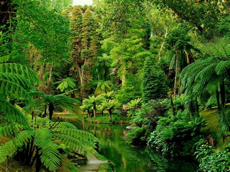 Rainforest Backgrounds Images