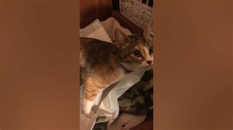 Pregnant Calico Cat In Prelabor Youtube
