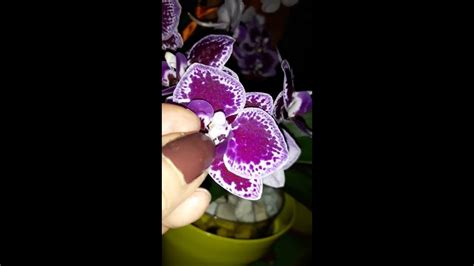 How To Hand Pollinate Orchid Flower Indoor Orchid Pollination Youtube