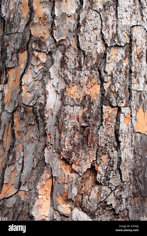 Pine Tree Bark Stock Photo Alamy