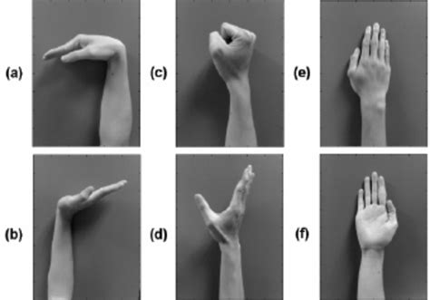 Six Different Kinds Of Hand Movements A Wrist Flexion B Wrist