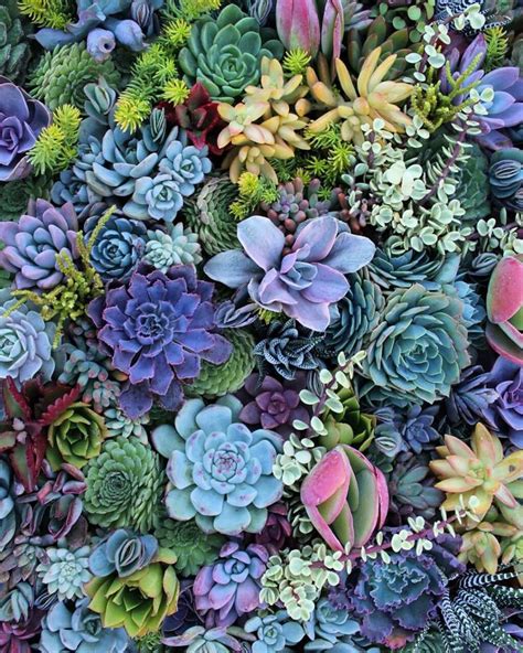 See actions taken by the people who manage and post content. The Little Hermitage | Succulents wallpaper, Succulents ...