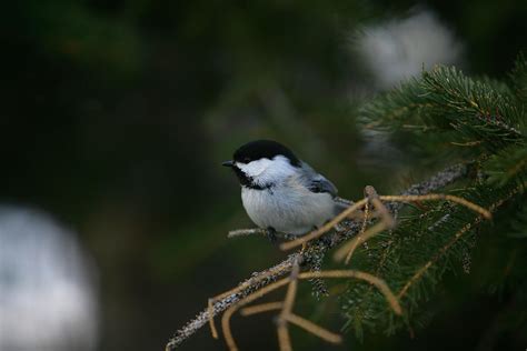 Chick A Dee Dee Dee Dee Photograph By Waywardimages Waywardimages